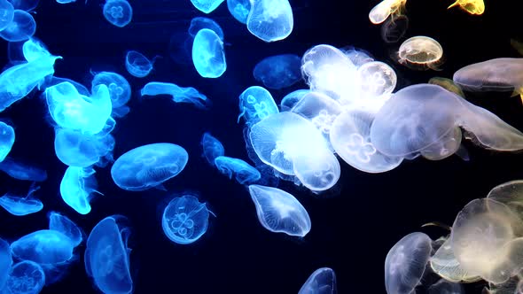 Jellyfish Changes Colours Under Fluorescent Illumination