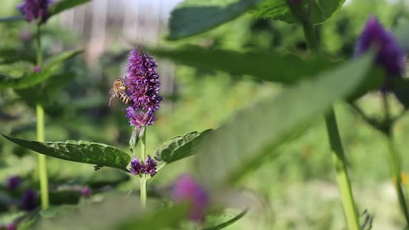 Blooming Mint and Bee. Slow Motion 4x.