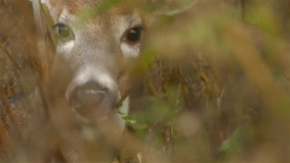Close up zoom through undergrowth of deer as it chews cud and looks into the lens. alt