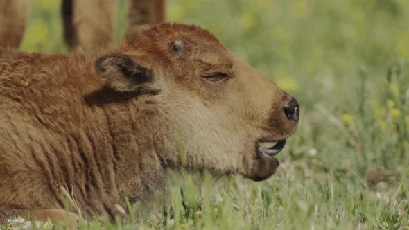 Bison calf yawning in the sunshine alt