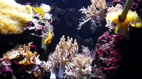 Fishes in an aquarium