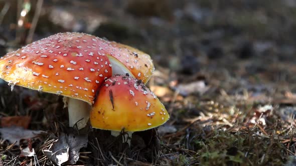 Fly Agaric Mushrooms Grow in the Forest Among
