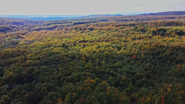 Aerial view over the forest Panoramic landscape of tree tops