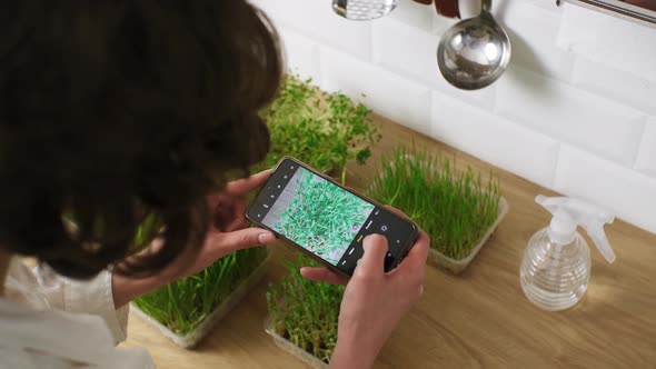 Woman Takes Photo Showing Germinated Pea, Wheat, Flax Seeds. Growing Food On Windowsill. Microgreens alt