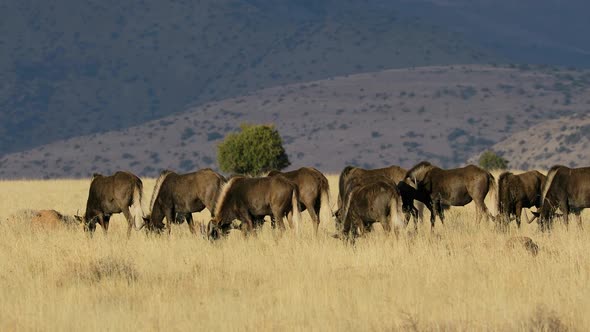 Black Wildebeest Herd In Grassland alt