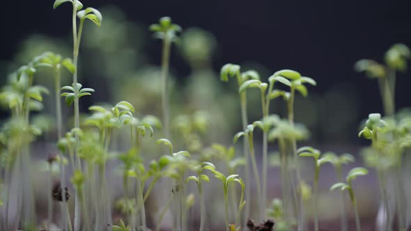 Cress Salad Plants Growing and Dying Life Cycle Germination Time Lapse