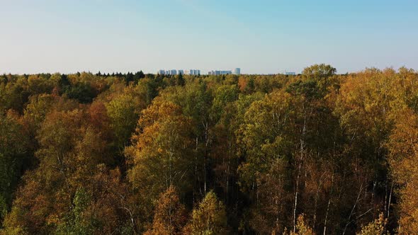 Tall Houses Beyond Forest