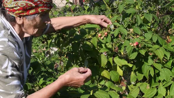 Senior Woman Pick Ripe Berry From Raspberry Bush in Garden Near Farmhouse