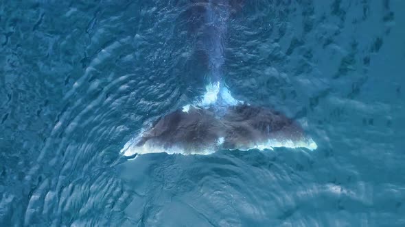 Tale of Bowhead Whale Swimming in Calm Blue Ocean Water Aerial View of a Pod of Bowhead Whale alt