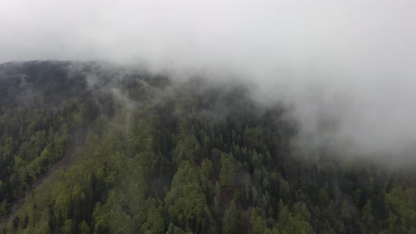 Aerial view of evergreen Jelovica forest with misty treetops, Slovenia alt