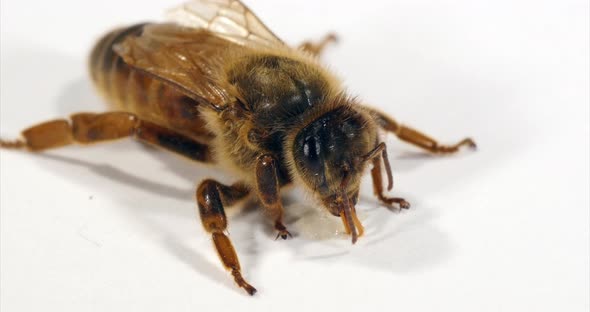 European Honey Bee, apis mellifera, Queen Licking a drop of Honey against White Background alt