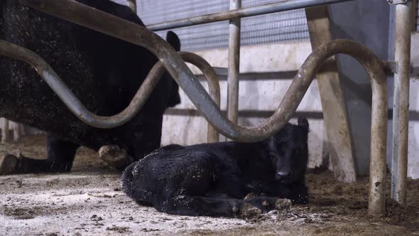 Black Angus Cow With A Young Calf Resting On A Cowshed - close up, static shot alt