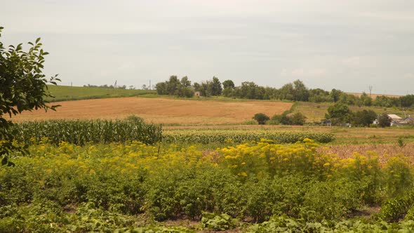 Summer rural landscape. You can see vegetable gardens
