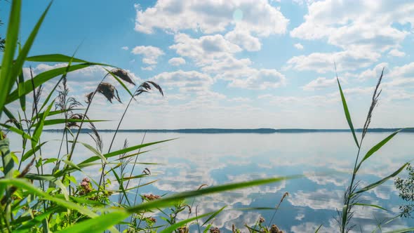 Summer lake with herbs alt