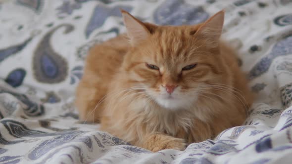 Lazy Ginger Cat Sleeps in Bed. Cute Fluffy Pet Stares Sleepily. Domestic Animal Has a Nap on Bed. alt