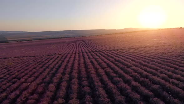 Flight Over Big Hill of Lavender Meadow at Sunset