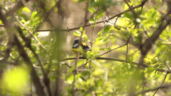 Magnolia Warbler Perching On A Tree Branch In The Forest. wide shot alt