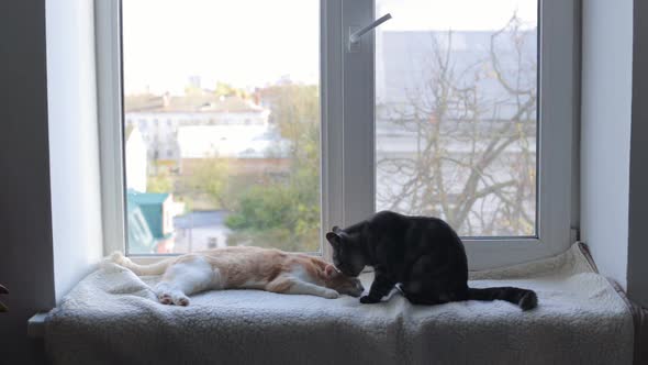 Two Cats are Sitting on the Windowsill and Washing Each Other