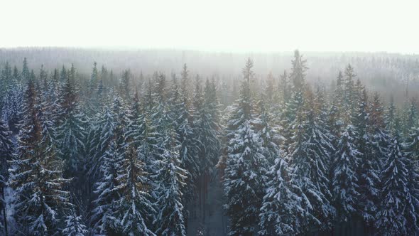 Aerial Winter Wonderland alt