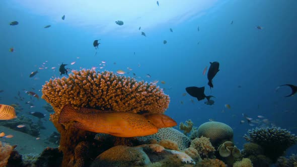 Underwater Tropical Colorful Seascape alt