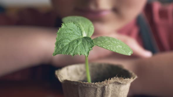 Green Sprout of Cucumber in a Peat Pot Against the Background of a Child Sitting Next to