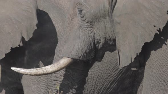 Elephants With Huge Tusks Drinking