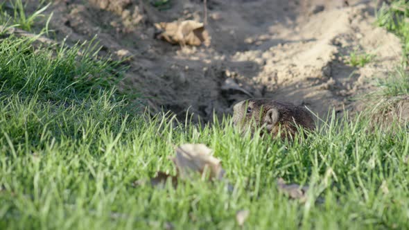 UHD A cute groundhog slowly pokes its head out of its tunnel and looks around alt