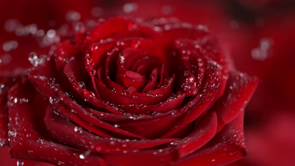 Super Slow Motion Shot of Rotating and Splashing Red Rose Bloom at 1000 Fps alt