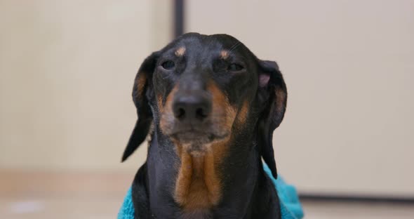Funny Dachshund Dog in Blue Terry Robe Barks Indignantly Attracting Attention of Owner alt