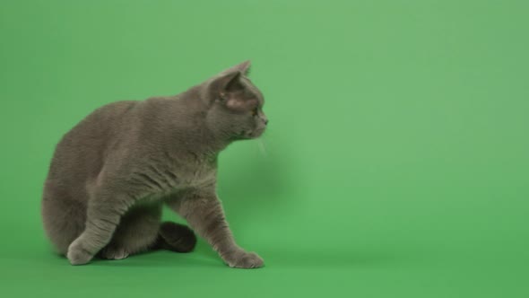 British Short Hair Cat  alt