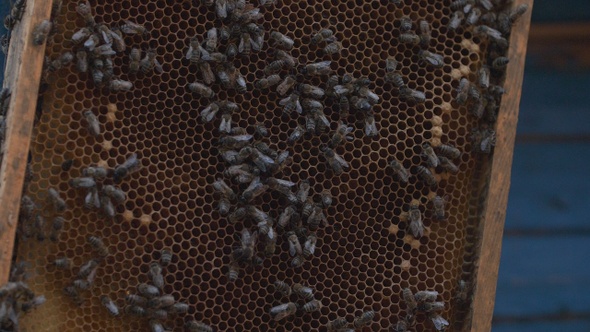 Bees on a frame with honey