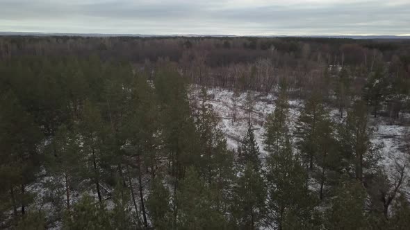 Aerial View of Coniferous Forest in Winter Day