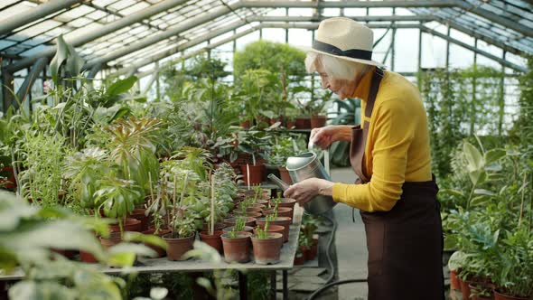 Senior Woman Gardener Watering Plants Using Metal Wateringcan Working in Greenhouse Alone alt