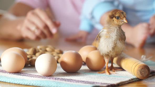 Chick Is on the Kitchen Table Next To Whole Eggs