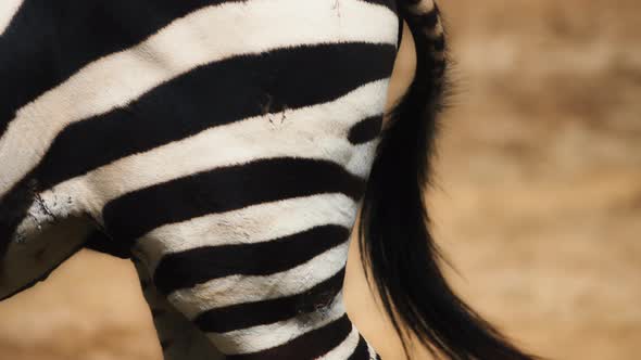 Close up of zebra's tail