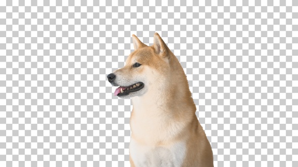 Red shiba inu puppy walking away, Alpha Channel alt