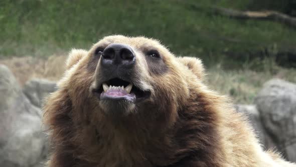 Kamchatka brown bear.