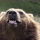 Kamchatka brown bear. - VideoHive Item for Sale