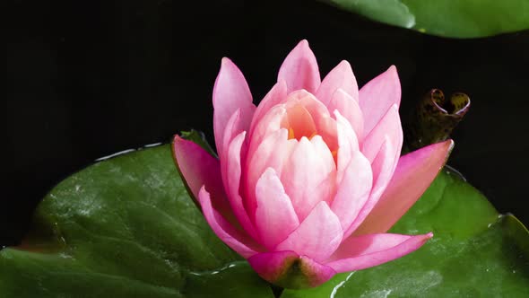 Closeup Timelapse Pink Lotus Flower Opening Waterlily Blooming in Time Lapse alt