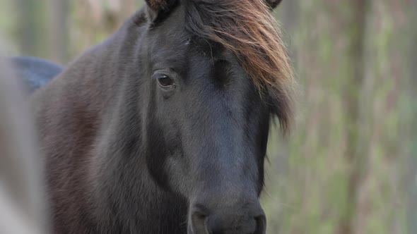 A black horse stands in a coniferous green forest, looks at the camera