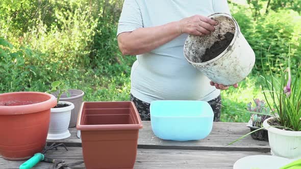 an Elderly Woman of Caucasian Ethnicity Prepares the Ground in Pot for Transplanting Houseplant on a alt