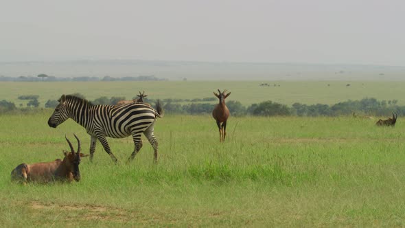 Zebra and Topi antelopes alt