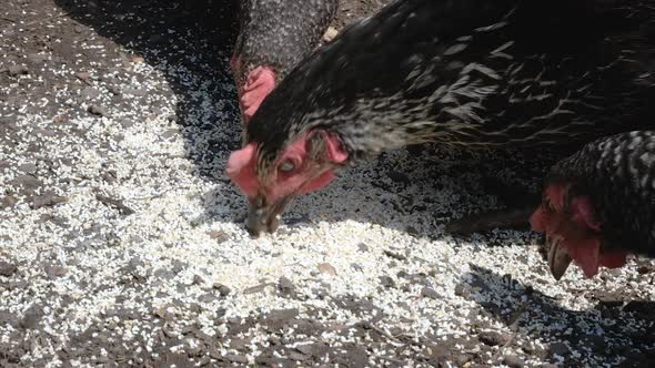 Close Up View on Hens Bite Feed
