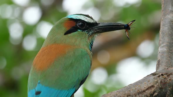Colorful Motmot Bird with a Butterfly in its Beak in the Forest Woodland