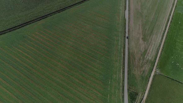 Top-down aerial of a road beside a field of corn as a car drives alongside. Amazing abstract beauty alt