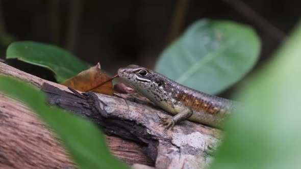 African Lizard Sits on a Log in the Rainforest Zanzibar Trachylepis Striata alt