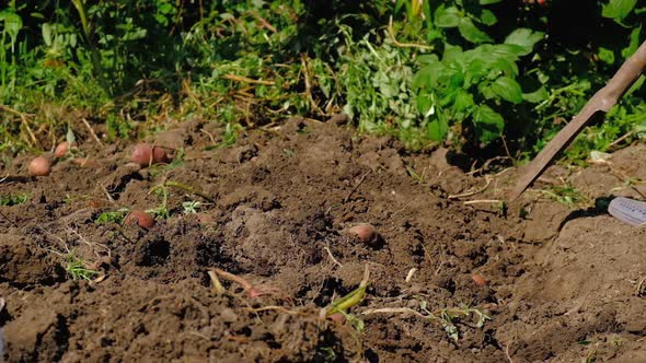 People Harvest Potatoes in the Garden alt