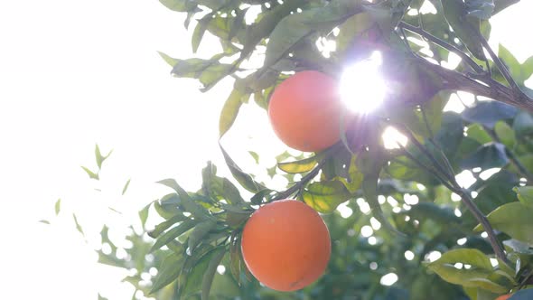 Ripe juicy orange is growing on the orange tree.