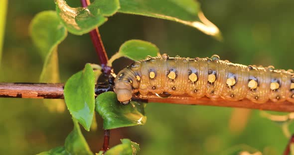 Caterpillar Bedstraw Hawk Moth Crawls on a Branch During the Rain alt