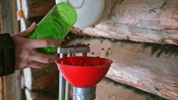 A Man Blows Nuts From Small Debris Using DIY Device to Extract Cedar Nuts From Siberian Pine Cones